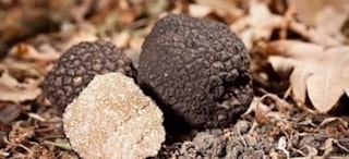Truffle cultivation